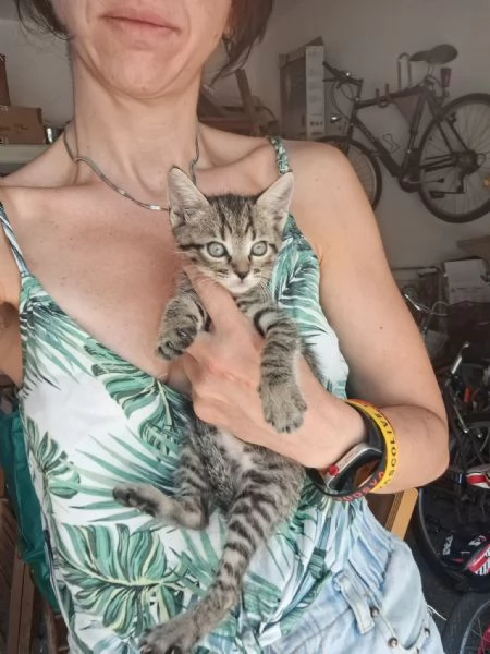 gatto | Foto 4