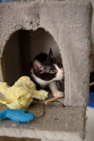 gatto | Foto 2