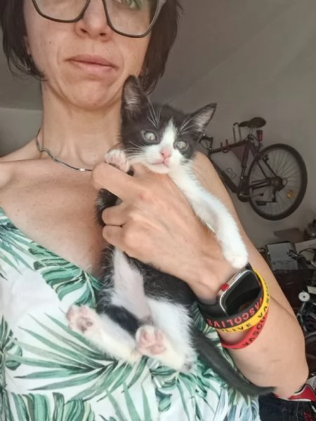 gatto | Foto 1