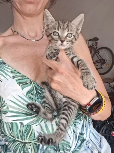 gatti piccoli | Foto 3
