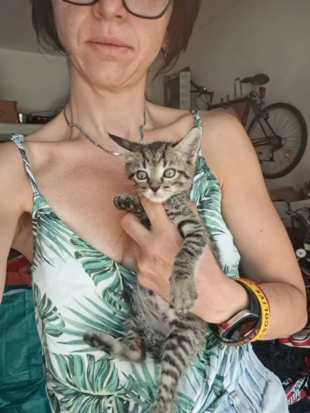 gatti piccoli