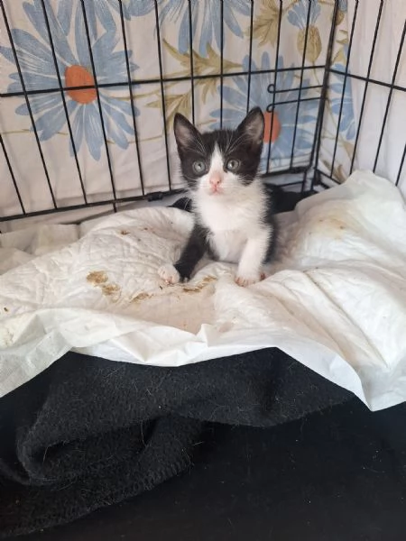 gatti piccoli | Foto 1