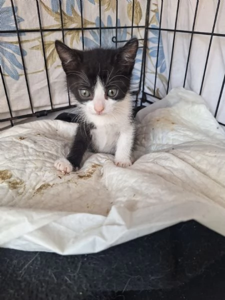 gatti piccoli | Foto 0