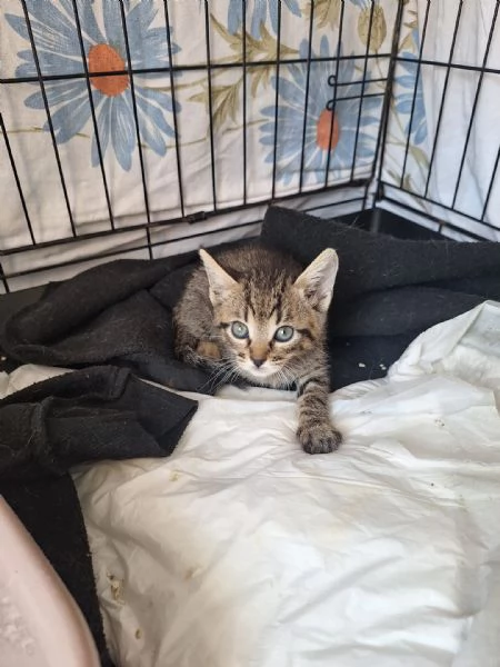 gattini di 3 mesi | Foto 3