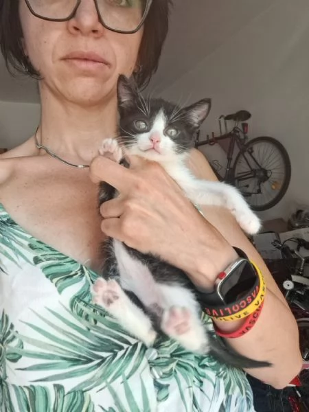 gattini di 3 mesi | Foto 2