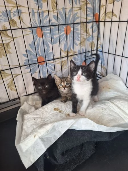 gattini di 3 mesi | Foto 0