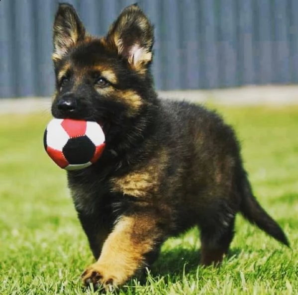 regalo cuccioli pastore tedesco cuccioli pastore maschio e femmina disponibile abbiamo 4 cuccioli di