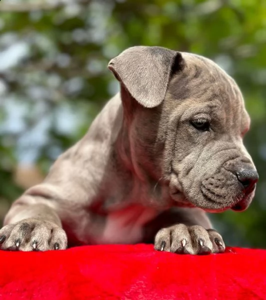 pit bull terrier americano cuccioli in vendita | Foto 3