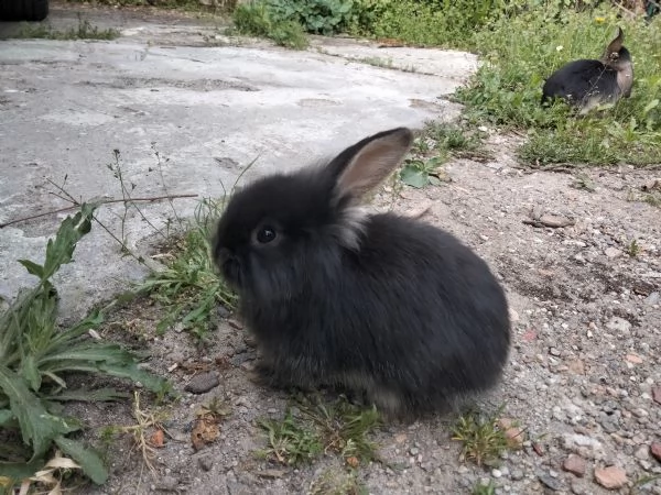vendo cuccioli conigli ariete  | Foto 1
