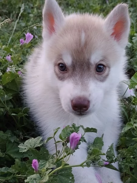 siberian husky cuccioli con pedigree  | Foto 1