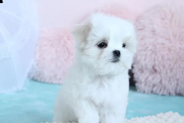 disponibili 2 cuccioli di maltese toy  | Foto 0