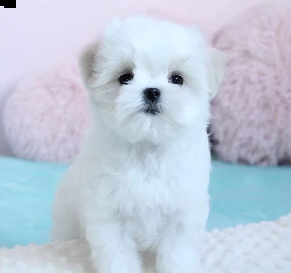 disponibili 2 cuccioli di maltese toy 