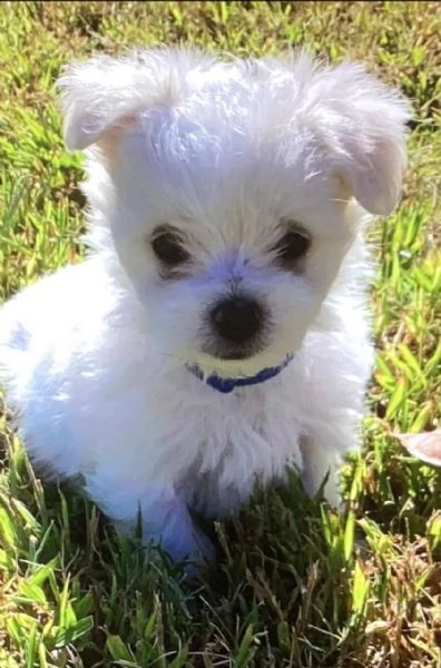 cuccioli di maltese toy!!