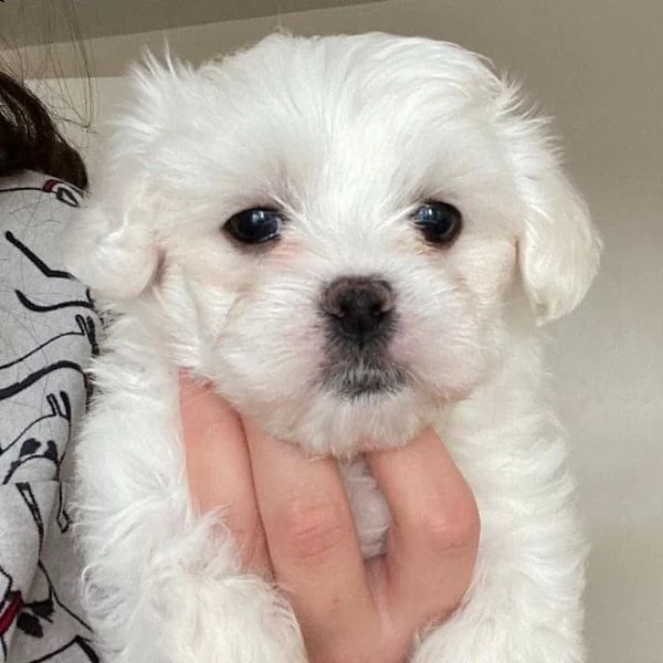 maltese mini toy!!