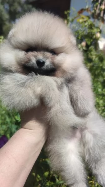 cuccioli pomerania mini spitz tedesco nano