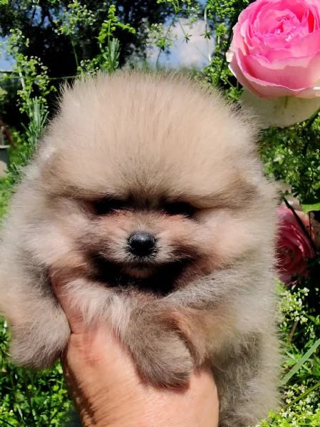 cuccioli pomerania mini spitz tedesco nano | Foto 2