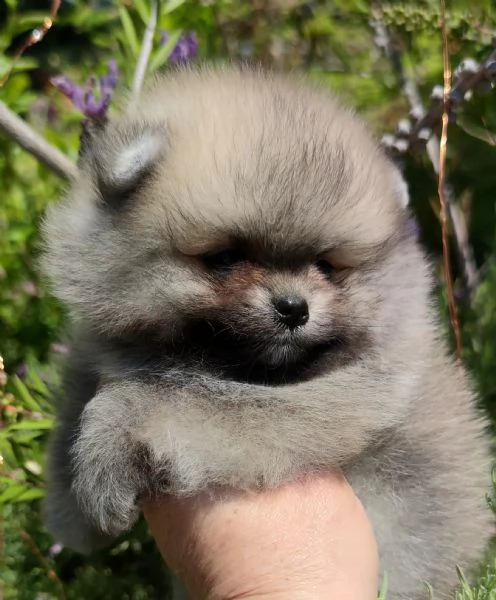 cuccioli pomerania mini spitz tedesco nano | Foto 0