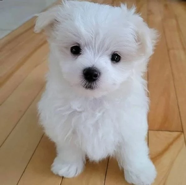 regalo  maltese mini toy | Foto 0
