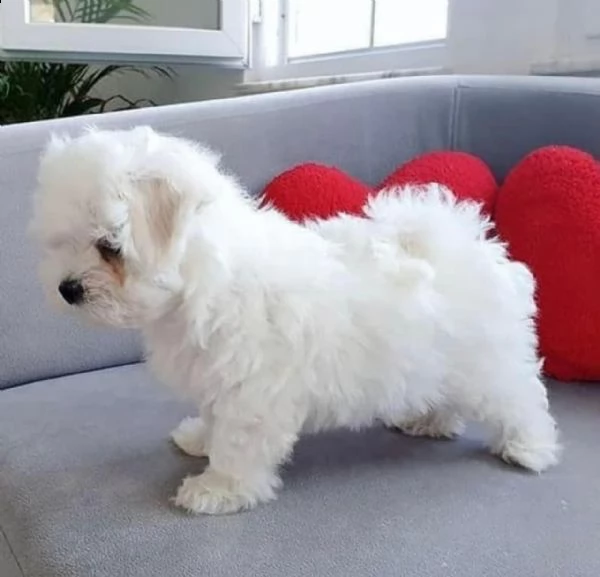 regalo  maltese mini toy