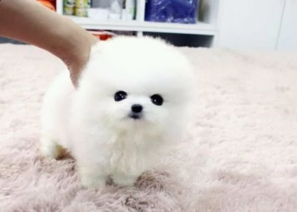  regalo pomerania cuccioli (maschio e femmina)