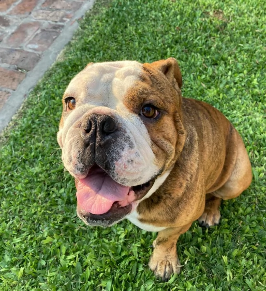 solo 7 settimane il mio adorabile cucciolo bulldog inglese è già vaccinato e sverminato, ed è già di