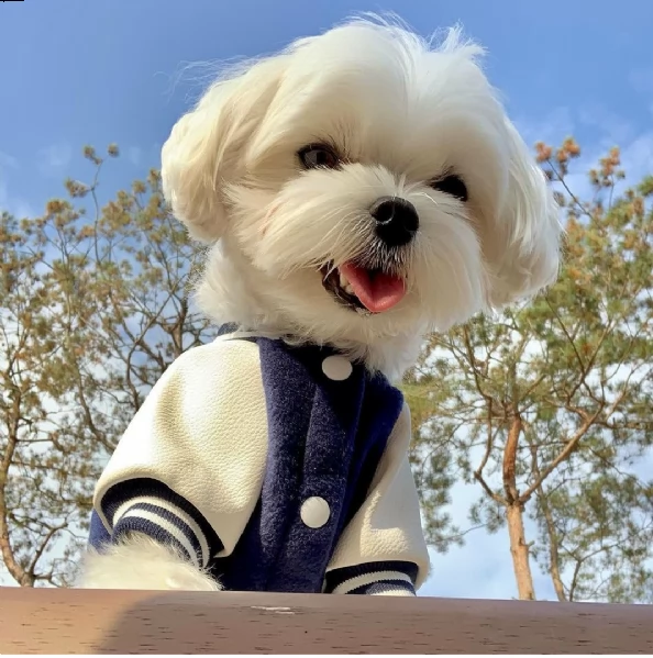 regalo cuccioli di razza maltese consegna con il libretto sanitario,  il michrochip, vaccinati e sve