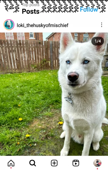 regalo cuccioli di razza siberiano husky consegna con il libretto sanitario,  il michrochip, vaccina
