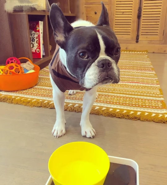 adorabili cuccioli di bulldog francese femminucce e maschietti disponibili . i cuccioli sono vaccina