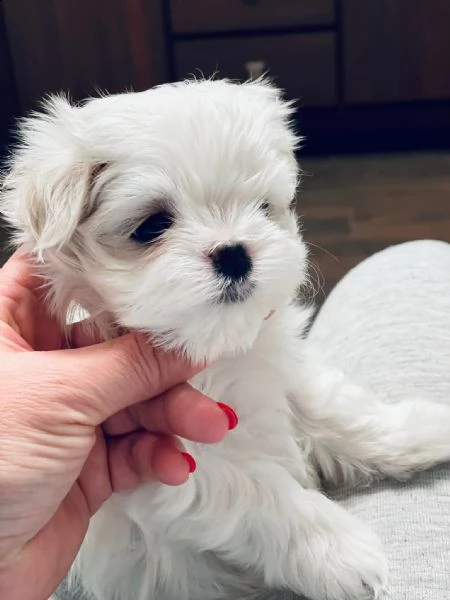 maltese toy cuccioli | Foto 0