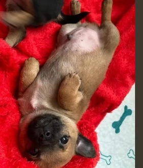 cucciolo di chihuahua di 3 mesi pronto per il reinserimento