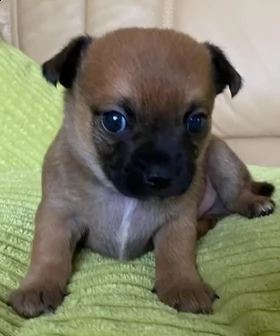 cucciolo di chihuahua di 3 mesi pronto per il reinserimento | Foto 0