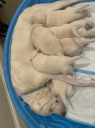 cuccioli di razza akc white labrador