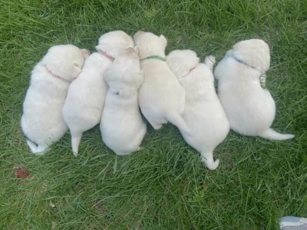 cuccioli di razza akc white labrador | Foto 0