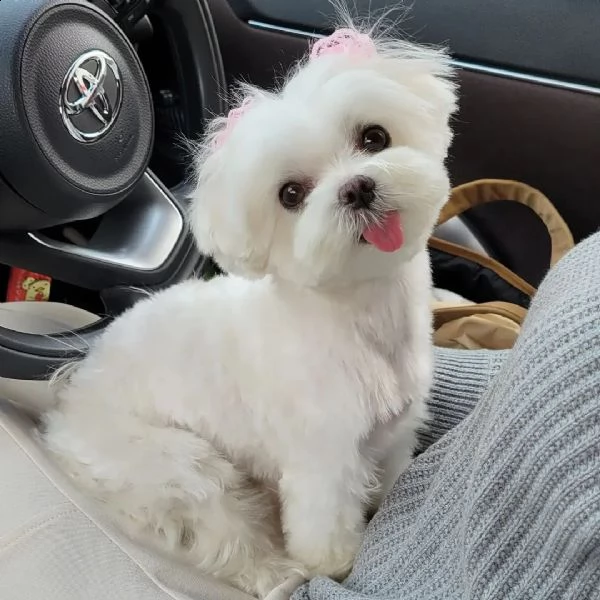 cucciolo di maltese disponibile