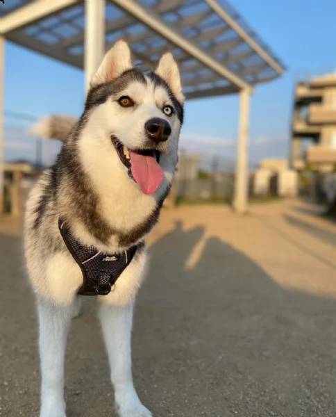 regalo siberian husky con pedigree consegna con : libretto sanitario, vaccini certificati dal veteri