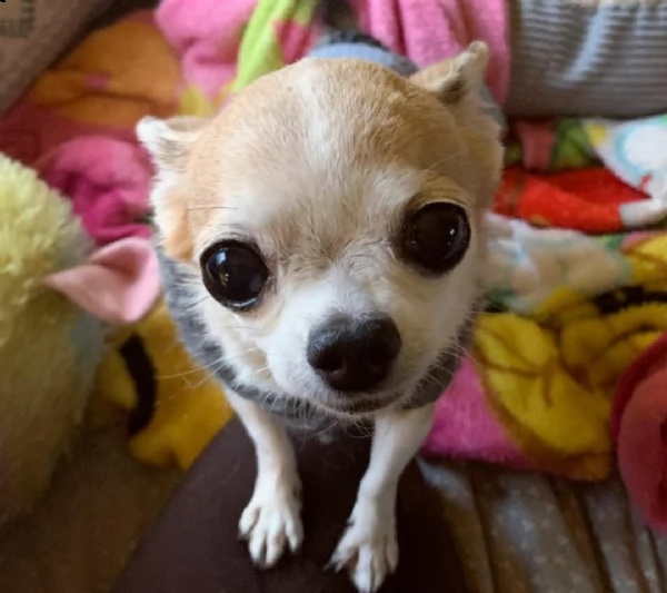 regalo chihuahua cuccioli abbiamo disponibili cuccioli con garanzia,almeno 2 vaccinazioni, microchip