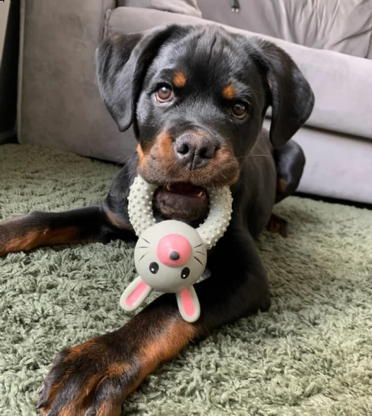 regalo cuccioli rottweiler bellissimi cuccioli di rottweiler di prima scelta in pronta consegna micr