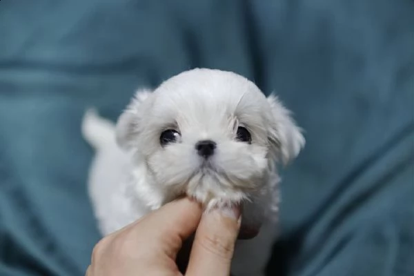 maltesi mini toy | Foto 0