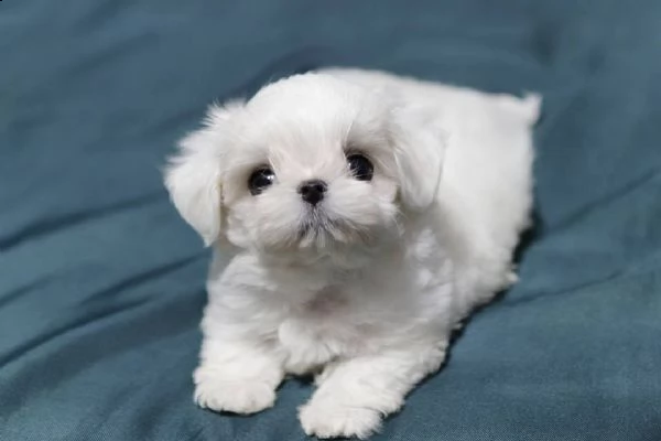 maltesi mini toy
