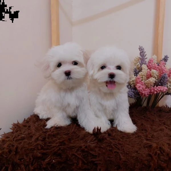 maltese mini toy!! | Foto 0