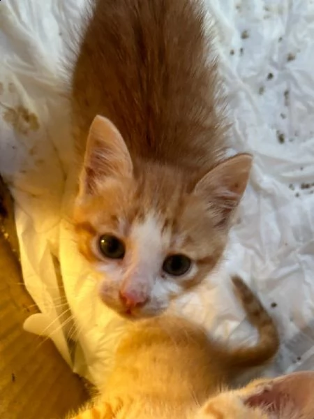 regalo gattino rosso bellissimo | Foto 2