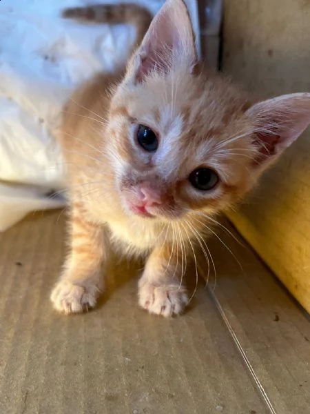 regalo gattino rosso bellissimo | Foto 0