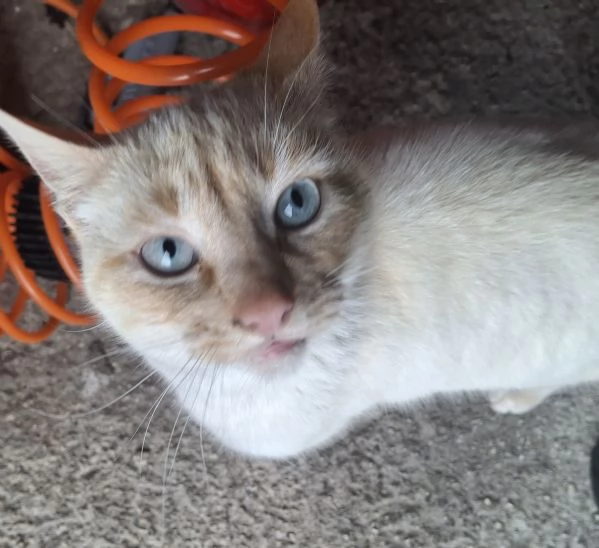 Regalo bellissimo gatto