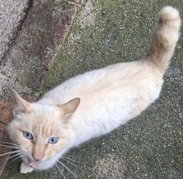 Regalo bellissimo gatto | Foto 0