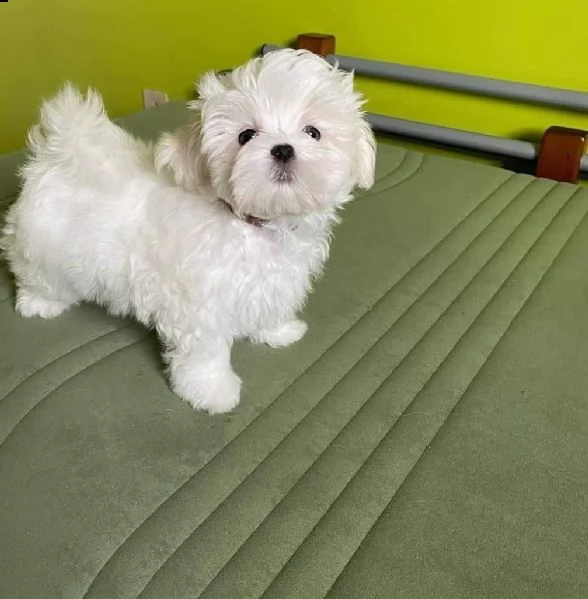 regalo  maltese mini toy