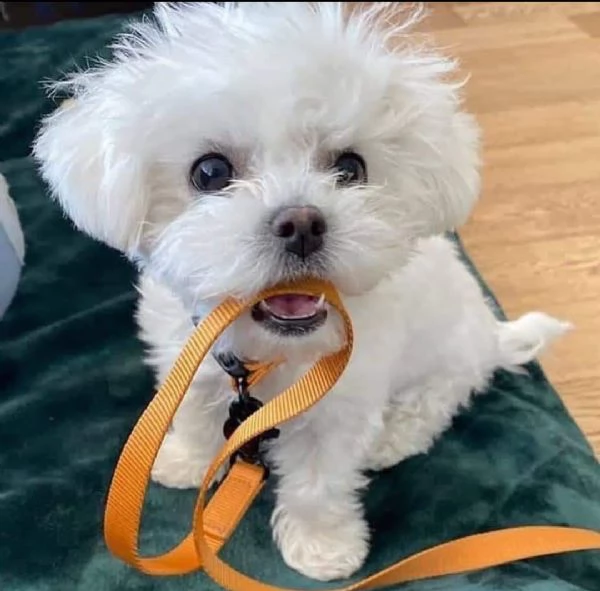 regalo  maltese mini toy(())[[]}{ | Foto 0