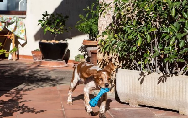 cuccioli di epagneul breton | Foto 0