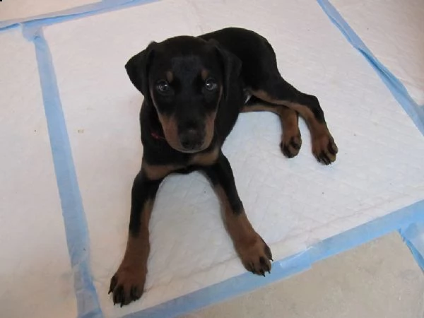 cuccioli di doberman