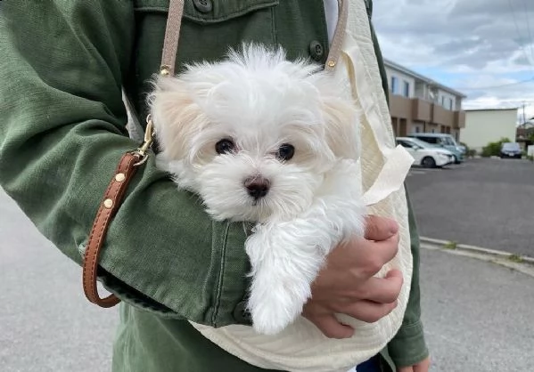 regalo  maltese mini toy