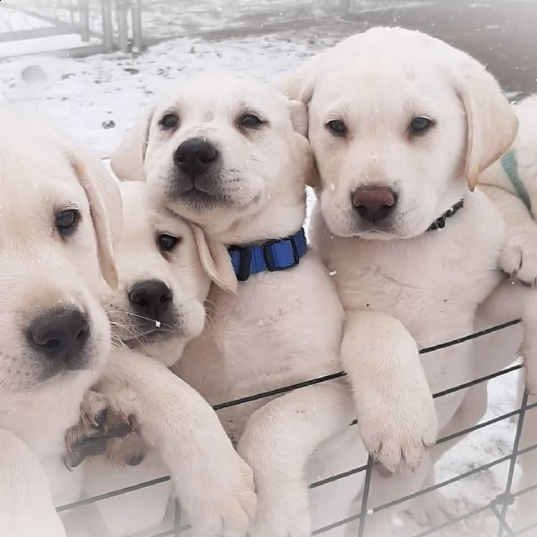 cuccioli di labrador retriever sani pronti | Foto 3
